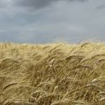 stormy wheat
